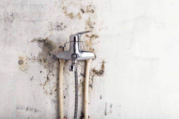 Mold Testing and Removal in Rankin, TX