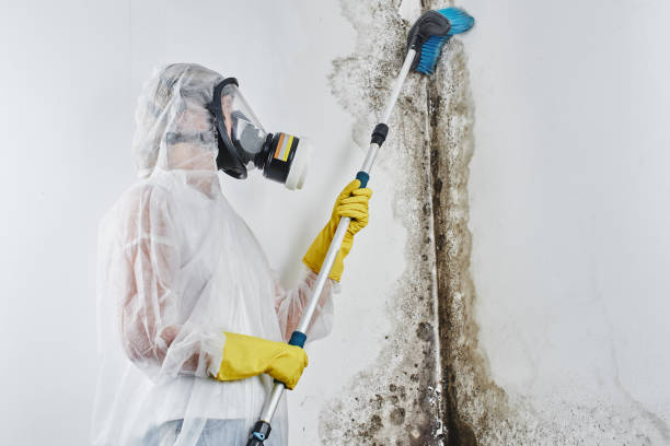 Best Mold Testing  in Rankin, TX