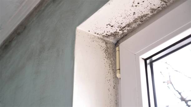 Best Mold Cleaning Services  in Rankin, TX