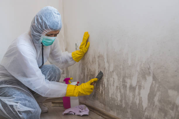 Best Fast Mold Removal  in Rankin, TX
