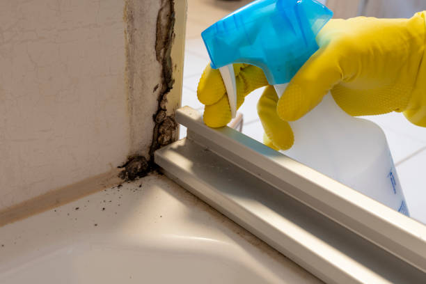 Best Commercial Mold Removal  in Rankin, TX