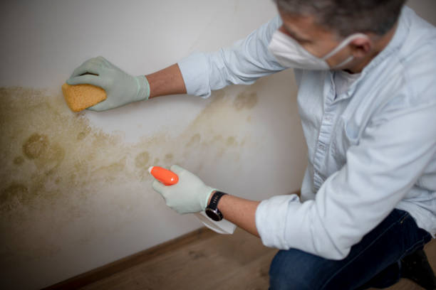 Best Mold Damage Repair  in Rankin, TX