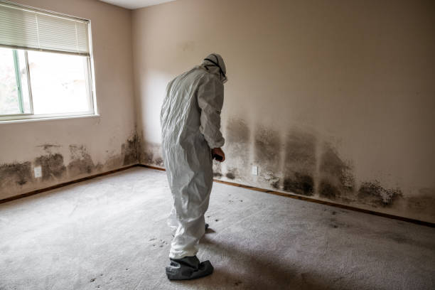 Mold Removal and Inspection in Rankin, TX