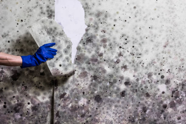 Best Best Mold Removal Companies  in Rankin, TX