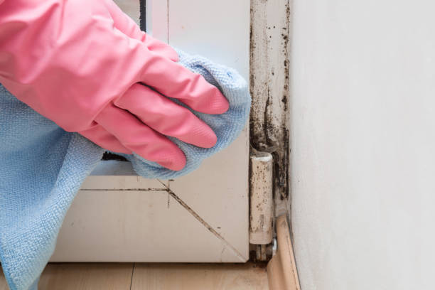 Best Certified Mold Removal  in Rankin, TX