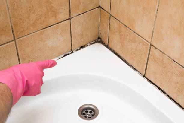 Best Mold Remediation  in Rankin, TX